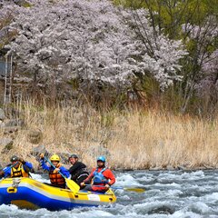 お花見ラフティングはこの時期ならでは